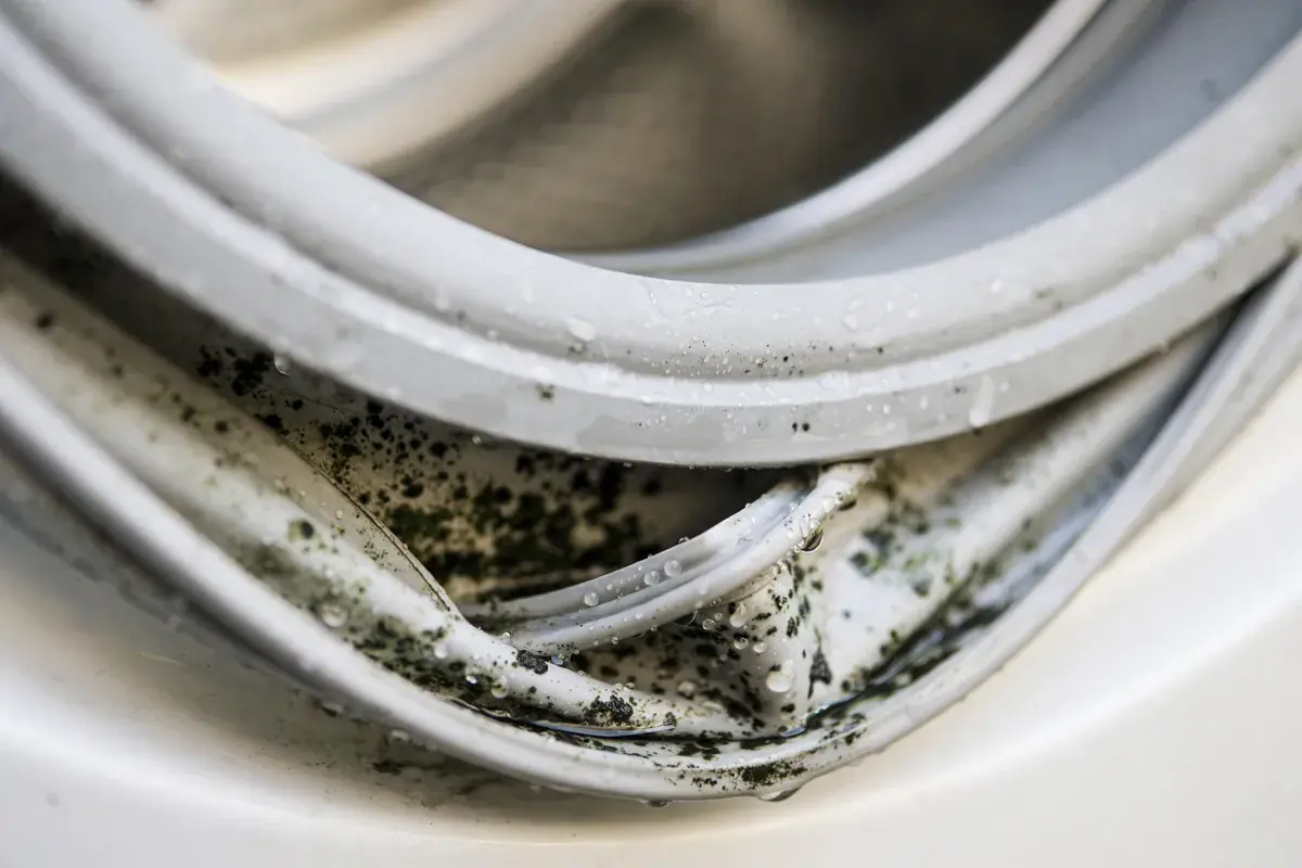 Front load washer door gasket folded back to show dark mold spots